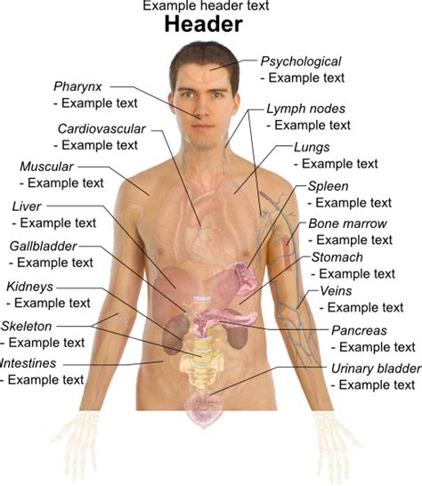 We know it can be difficult to learn the concepts of anatomy if you don't know what some anatomical terms mean. Adult Male Diagram Template Clip Art at Clker.com - vector ...