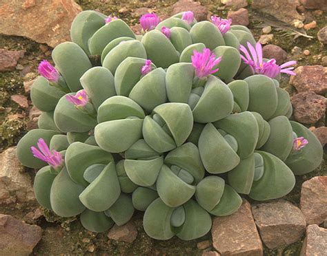 Hereroa calycina dsc05511 by feedback@botanicgardens.org. Index of succulent plants illustrated on The Succulent ...