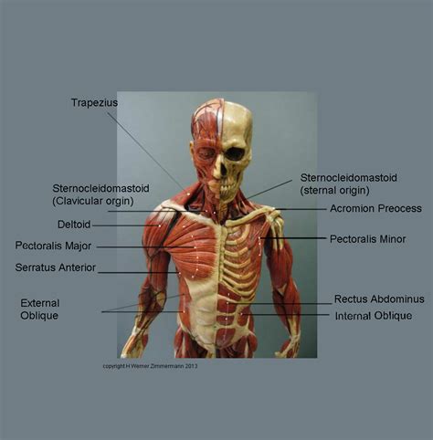 Chest muscles function in respiration while abdominal muscles function in torso movement and in maintenance of balance and man4art: Muscles of the Arm