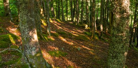 The commission was created in 1954 through the forest act (cap 19:05) from. forestry | Corrour Estate | Highlands Scotland