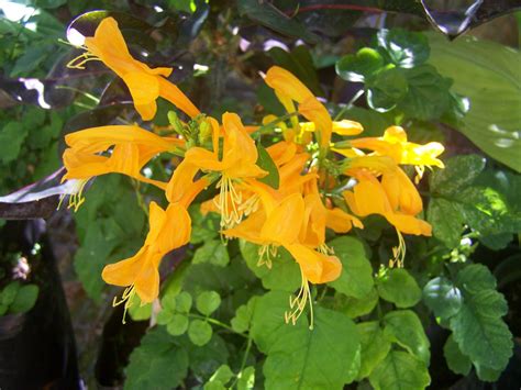 I put the honey on a tooth brush and. golden cape honey suckle | Honeysuckle flower, Farm ...