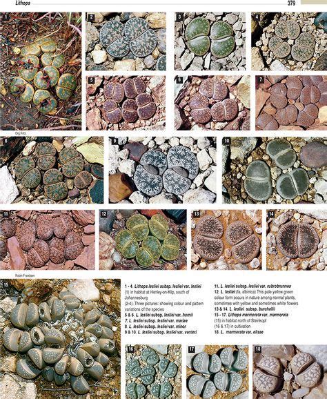 Peyotes grow in the southern part in northern america. Lithops2 | Succulents, Succulent landscaping, Succulent ...