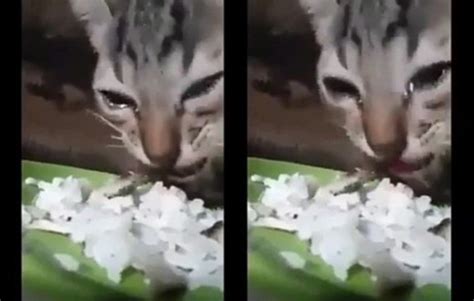 Apa kucing akan merindukan kita saat ditinggal mudik yuk. Gambar Kucing Sedih Menangis - Gambar Barumu