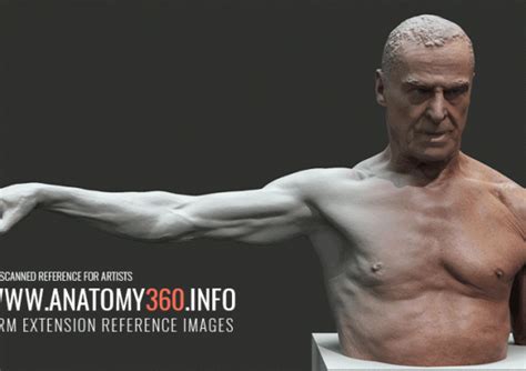 The testes are also the body's main source of male hormones. Muscles | Anatomy 360