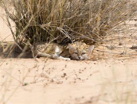 Maybe you would like to learn more about one of these? Sand cat kittens captured on video in wild for first time ...