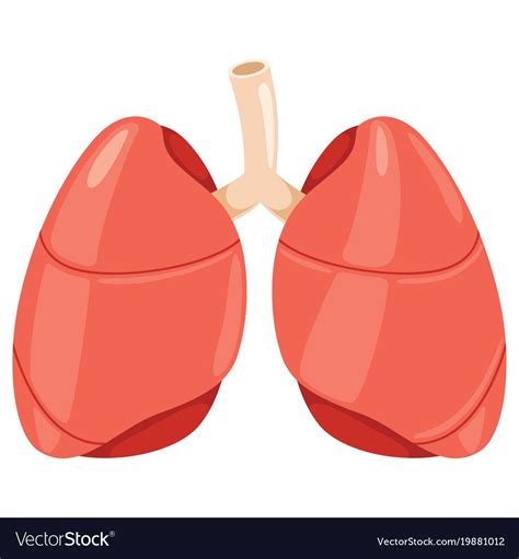 The lungs extend from the collarbone to the diaphragm in. Lungs vector image on VectorStock | Picture composition ...