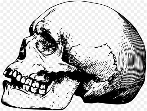 Unduh sumber grafik gratis dalam bentuk png, eps, ai atau psd. Tengkorak, Gambar, Kerangka Manusia gambar png