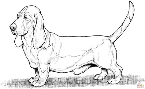 This basset hound coloring page is very popular among the hellokids fans. Bassett Hound Dog | Dog coloring page, Dog images ...