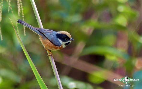 Chinese kamasutra as joan parker. Taiwan Birding Tours - Birding Ecotours