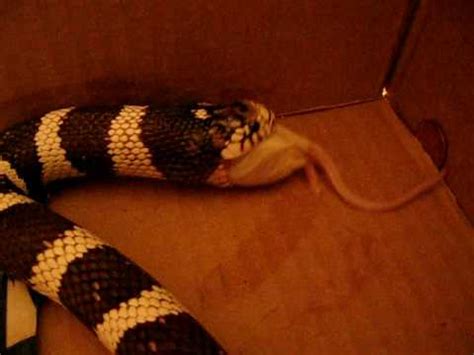 For the ultimate bad snakes on a plane reference, name your king snake mother foo (actually all things considered it's probably. Californian King Snake - Feeding Time - YouTube