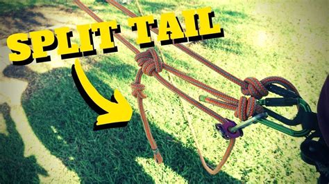 It is widely distributed and well adapted to disturbed areas. HOW TO USE SPLIT-TAIL SYSTEM -Intro to Tree Climbing W ...