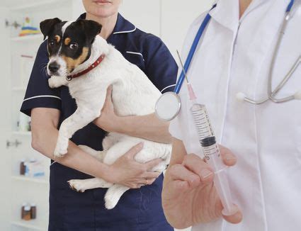 In 1992, french researcher michel aubert demonstrated that dogs were immune to a rabies challenge ** 5 years after vaccination. Pet Rabies Shots and How Long They Last