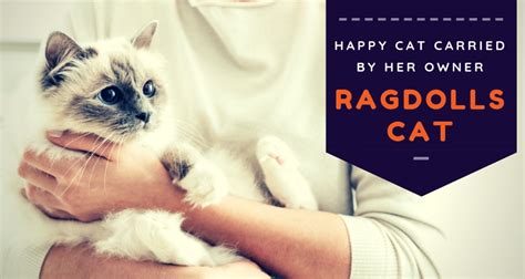 Choosing The Best Emotional Support Cat Breed | Therapy Pet