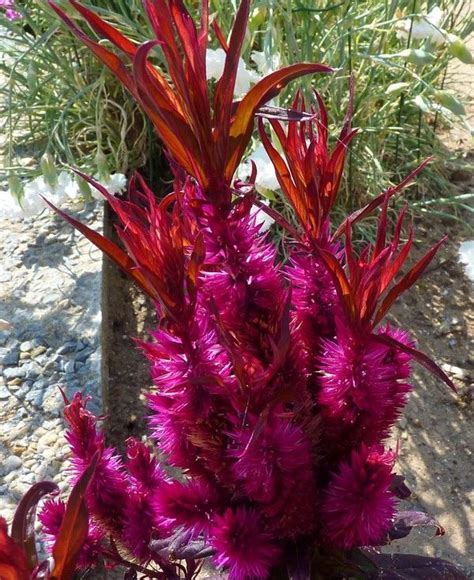 Apr 24, 2012 · j'ai 3 pots (3x3 plants) de deep purple celosia caracas. les fleurs,arbre,arbuste(suite)