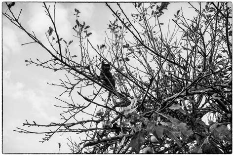 Ik kijk het pluimenstokje in de krabton. ...Evenwicht tussen beeld en reden...: De kat uit den boom ...