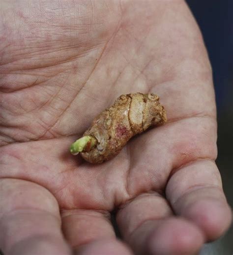 Growing a turmeric plant at home is easy! How To: Grow Turmeric Root | 17 Apart: How To: Grow ...