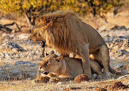 Hd 13:37 future maman est trempé dans les charges de sperme 7445 vues. Rut à Ethosa : Lions : Animaux : Animaux : Réserve d ...