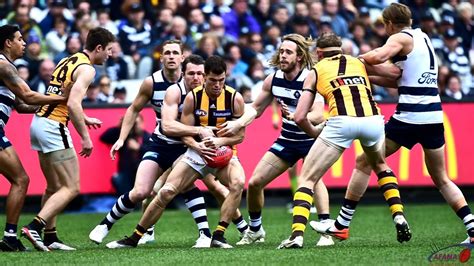 The leaves, berries, and flowers of hawthorn are used to make medicine. Geelong vs Hawthorn, Round 18, 2019, MCG | AFANA