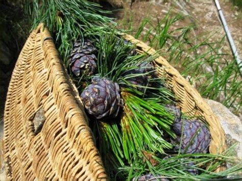 Il perla cirmolo, cuscino con nucleo in fiocchi di legno pregiato di cirmolo e pura lana vergine. Cirmolo: proprietà e benefici del legno di pino cembro