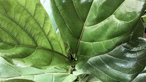 Are you a proud new owner of a fiddle leaf fig or are looking for more information on how to care for it? Seven Essentials of Creating a Tropical Garden | Dossier Blog