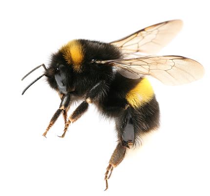 If you match, you can talk to as many people as you like (assuming the woman messages first in a straight couple), and you're given one extend per day. Bumblebee Stock Photo - Download Image Now - iStock