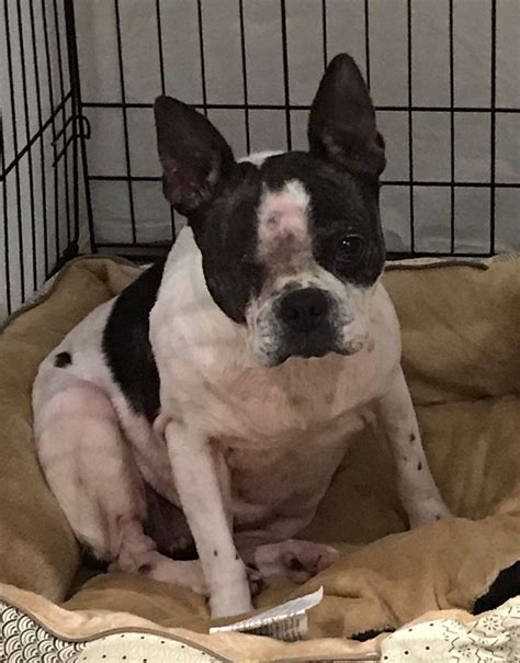 Almost home pet rescue is a private rescue headquartered near katy (in the southwestern suburbs of houston). Boston Terrier Puppies Katy Texas - Pets Ideas