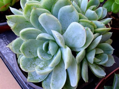 Pembe çiçekleriyle çok beğenilir ve terraryumlar ile sukulent arajmanlarında sıkça kullanılır. echeveria c blue - Google Search (With images) | Echeveria ...