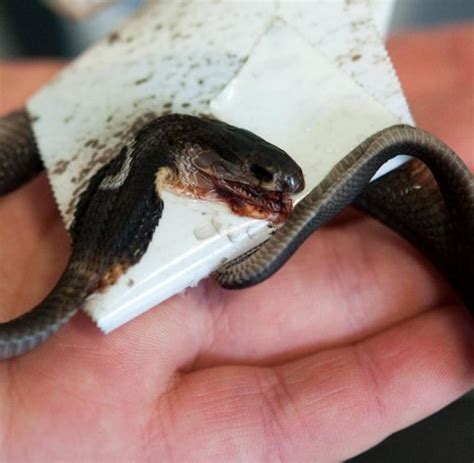 Der inland taipan ist die giftigste schlange der welt, je nach lage der des bisses kann dass gift unterschiedlich schnell wirken d.h bei einen biss in der halsgegend kann es sein inerhalb von einer min zu sterben bezogen auf den inland taipan.zu den gefährlichsten schlangen gehören die schwarze mamba und die kettenviper, da sie sehr angriffslustig,schnell und leicht reizbar sind dazu kommt. Angst im Ruhrgebiet: Monokelkobra ist die Flucht endgültig ...