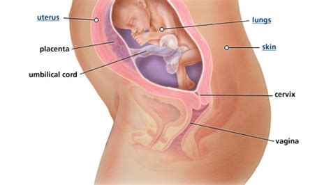 Di palungan dan salibnya kita sujud menyembah, dan percaya bahwa dia. Pergerakan Bayi Dalam Kandungan 3 Bulan - Info Terkait Gambar