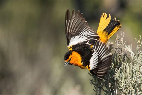 The baltimore orioles are a professional baseball team based in baltimore, maryland. Five Regal Orioles That Put Other Fall Colors to Shame | Audubon