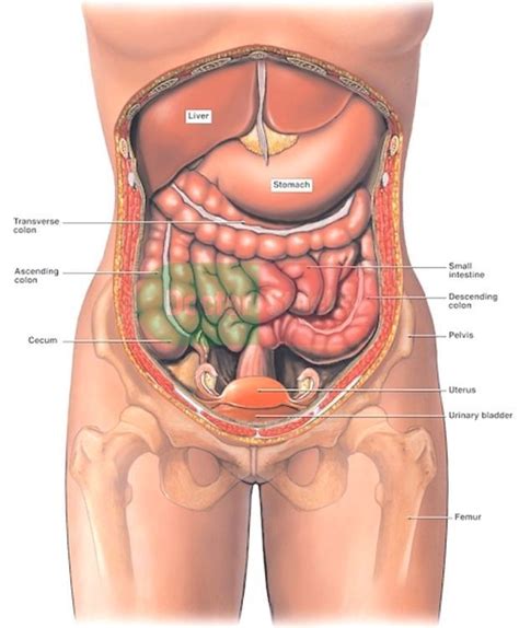 The uterus and ovaries are particularly affected by atrophy (shrinkage) after the menopause. Humans Reproductive System Real Image Real Female ...