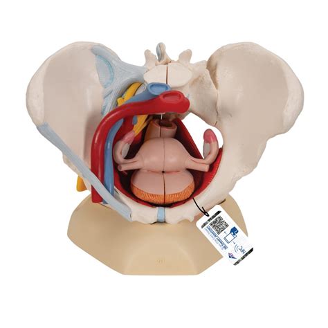 We did not find results for: Human Female Pelvis Skeleton Model with Ligaments, Vessels ...