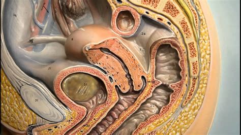 Illustration of medical complication of obesity. Anatomy Female Reproductive System- Ovary- Mammary Gland - YouTube