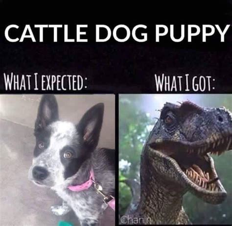 Lol raptors (поддержи нашего парня!) Lil raptors lol | Cattle dog puppy, Austrailian cattle dog ...