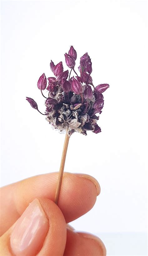 Discount99.us has been visited by 1m+ users in the past month Purple Tiny flowers of wild Onion Dry plants for resin ...