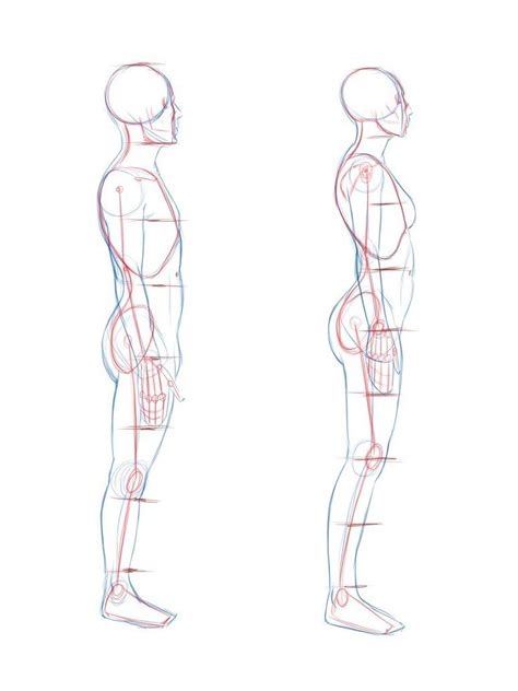How to draw the female body (figure)! Image for Human body side view | Body reference drawing ...