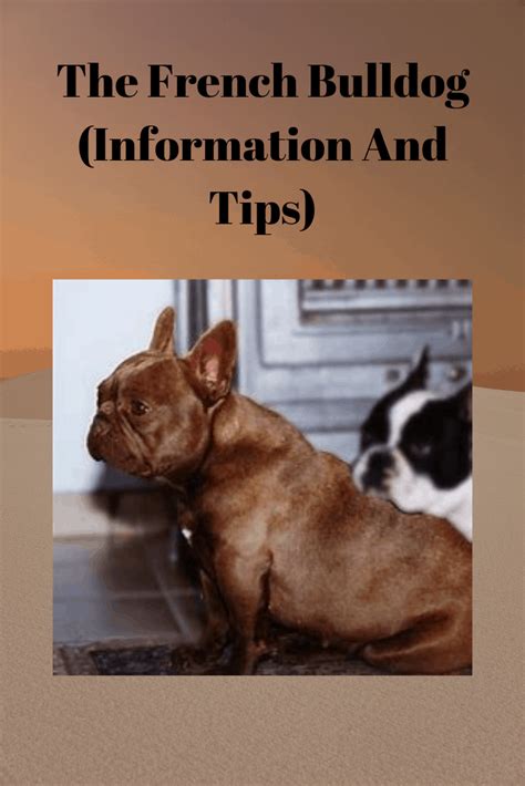 English bulldogs and boston terriers are closely related to french bulldogs. The French Bulldog (Information And Tips) - Pets Care Tips