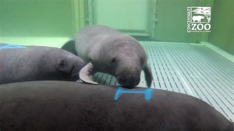 Your rehab zoo stock images are ready. Manatee Rehab and the Cincinnati Zoo - YouTube