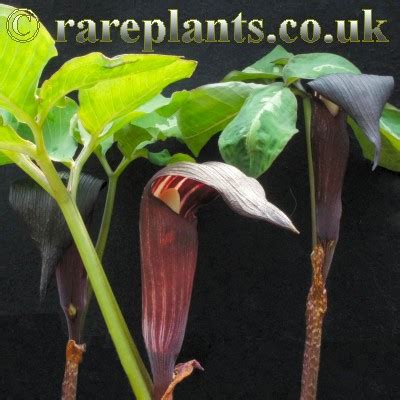 Главная » araceae » род arisaema. Arisaema sazensoo - RarePlants