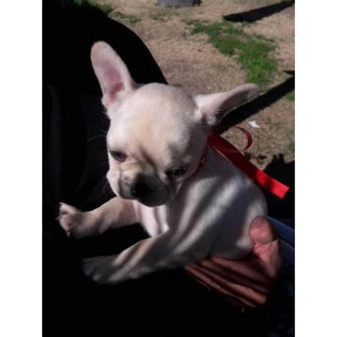 The breed is the result of a cross between toy bulldogs imported from england and local ratters in paris, france, in the 1800s. AKC Cream color French Bulldog puppies in Phoenix, Arizona ...