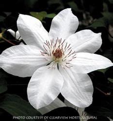 Blooms in june and again in august. Clematis 'Henryi' at Digging Dog Nursery in 2020 ...