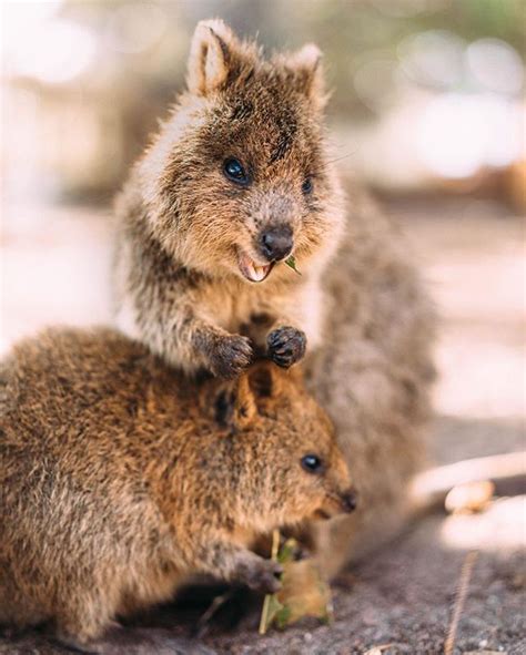 How did the quokka get its name? Are Quokkas Mammals - Pets Lovers