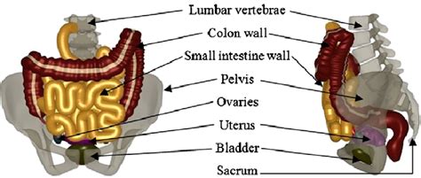 These general diagrams show the digestive system, with the major human anatomical structures labeled (mouth. Female lower abdominal organs. | Download Scientific Diagram