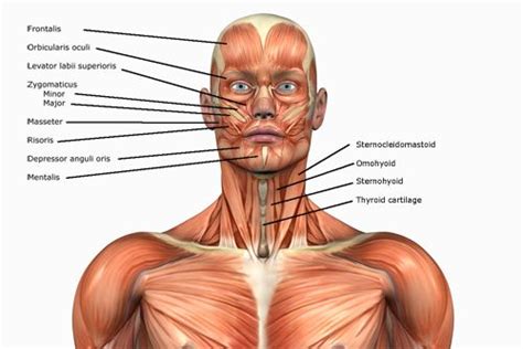 Click on the tags below to find other quizzes on the same subject. Human Anatomy & Physics of Muscles | Baseline of Health ...