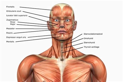 There is one deltoid muscle over each shoulder joint. Human Anatomy & Physics of Muscles | Baseline of Health ...