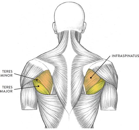 Laterally extend and hyperextend the humerus. Torso, posterior view