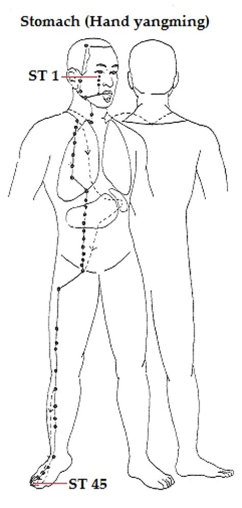 Known as the prime minister, the lung system organizes, executes and facilitates the function of the immune system by regulating the rhythm of breathing. Meridian Connection | TCM World