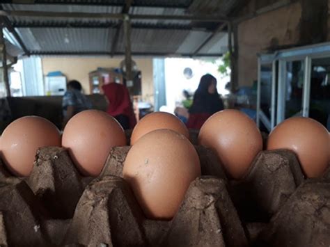 Berikut ini kami sampaikan info realisasi daftar harga do telur ayam ras di daerah banten 21.000. GoNews - Wah.., Harga Telor di Kuansing Capai Rp50 Ribu ...