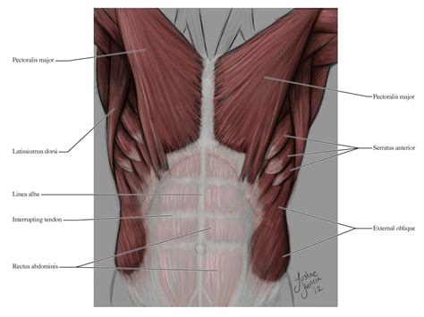 Bodybuilders refer to these as their lats. so again, quick review, when it comes to size, the key identifiers are maximus or magnus, minimus, longus, brevis, and latissimus. Muscle Names : Leg Muscles. OBJECTIVES -Identify and name ...