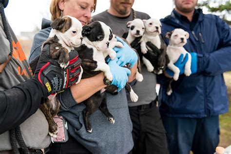 Rescue puppy in the sewer and treat wounds. Over 50 Small Dogs And Puppies Rescued From A Michigan ...